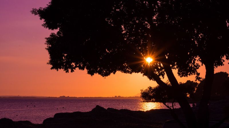 tree, sunset, beach, 4k