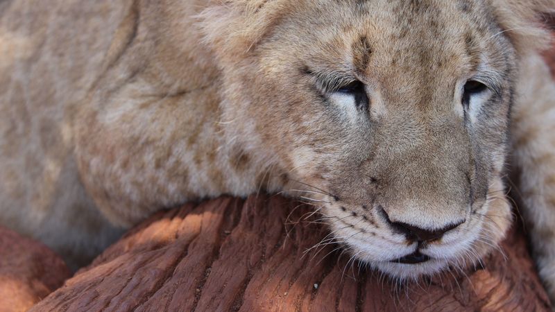 lion, muzzle, sleep, predator, big cat, 4k
