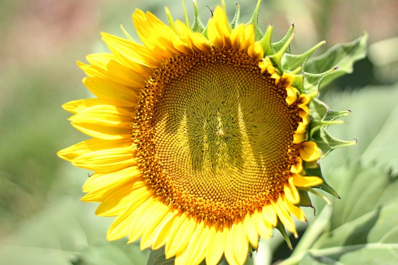 close up of a large sunflower head with conspicuous seeds, seeding sunflower 4k