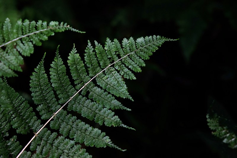 fern leaf foliage and dark 4k