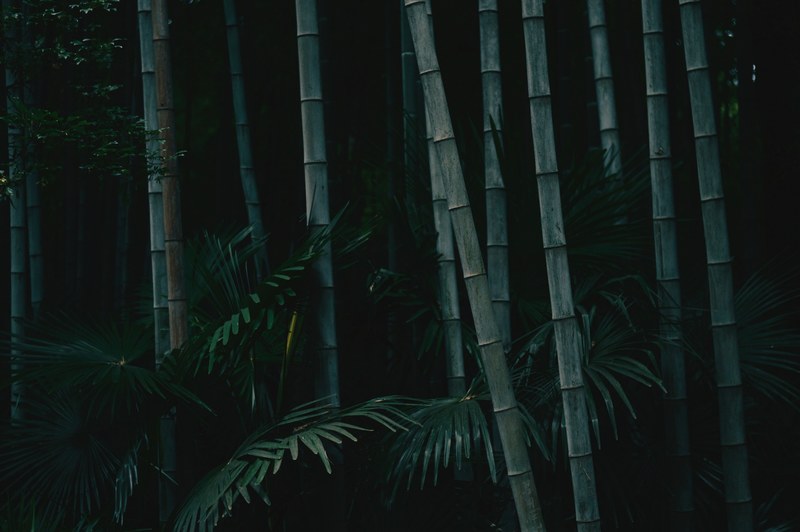 nanjing bamboo forest 4k