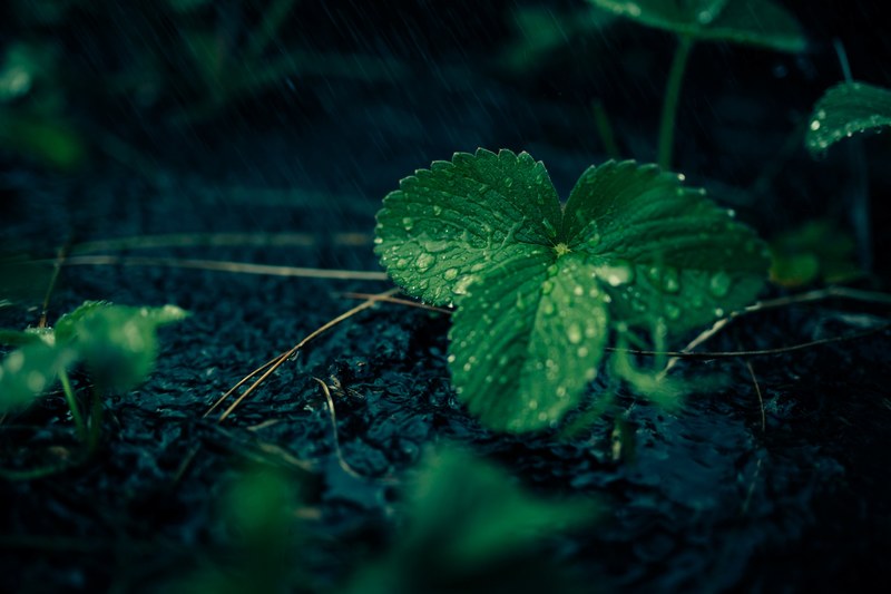 plant leaf raindrop and rain 4k
