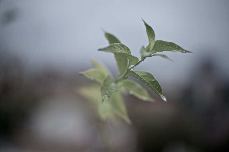a close up of a plant with its leaves covered with water droplets, dew covered plant in macro 4k