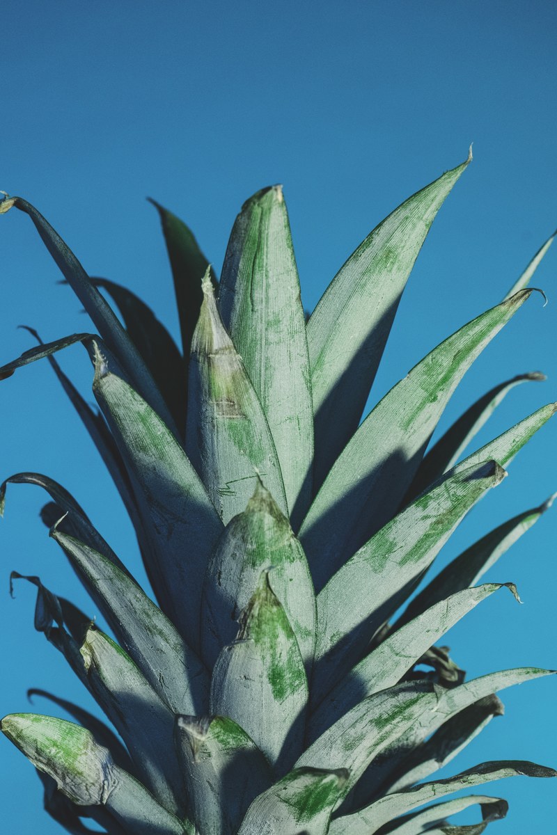 leafy top of a pineapple plant against a blue sky, fruit leaves 4k