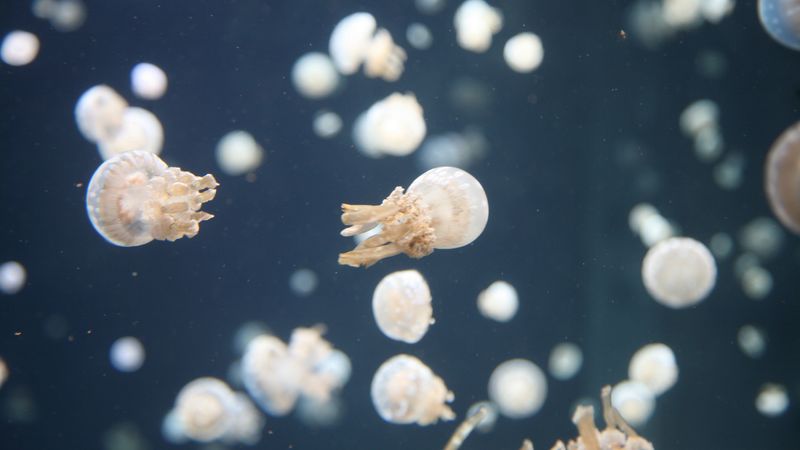 jellyfish, underwater, tentacles, 4k
