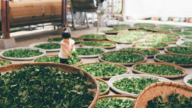 a girl gathers leaves from a basket in a room filled with baskets of leaves, _a girl gathering leaves 4k