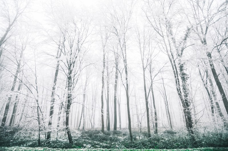 a patch of thin trees with their branches covered in frost, frozen trees 4k