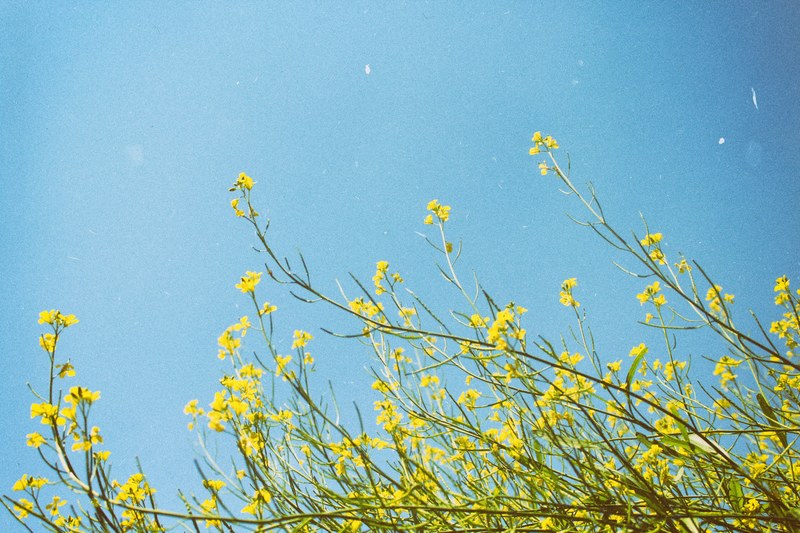 yellow rapeseed and oilseed from below with clear blue sky in spring pleiku, rapeseed pleiku 4k