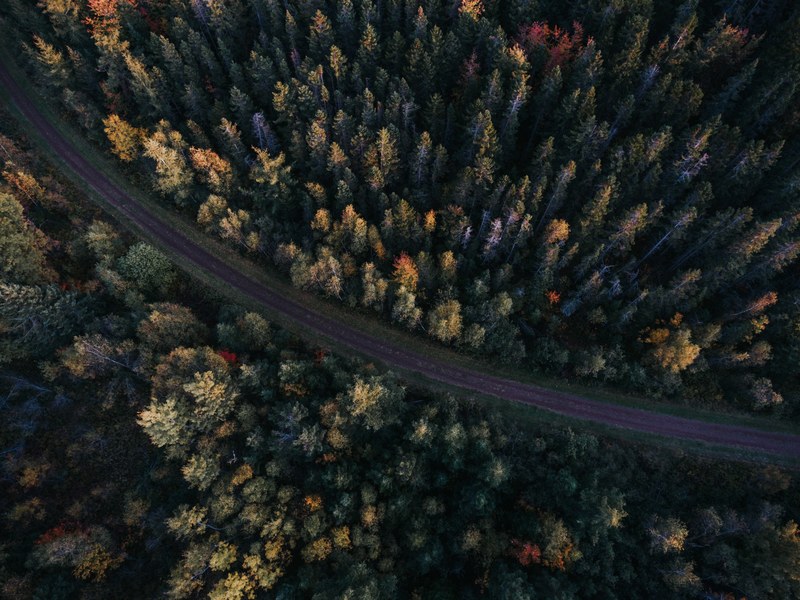 a drone shot of a colorful forest at the sides of a narrow road, roadside forest in the autumn 4k