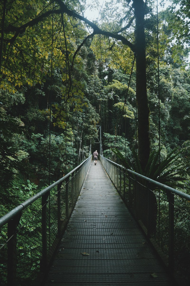 australium bridge and forest hd, 4k