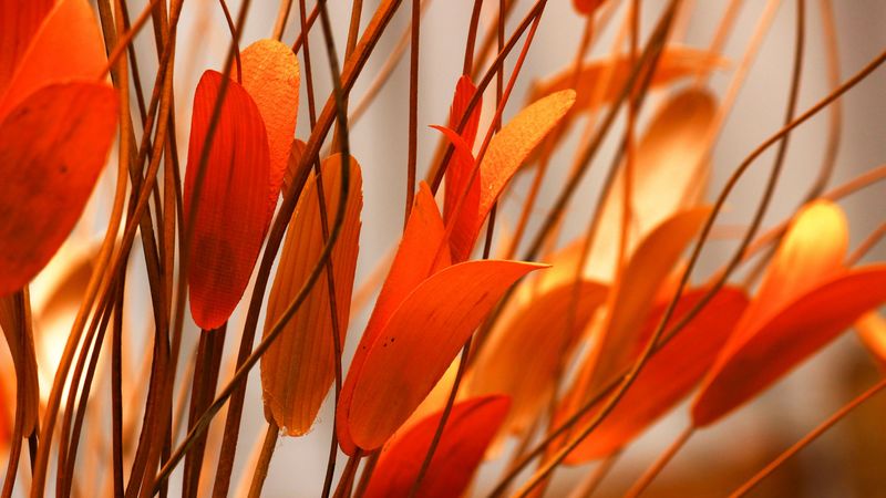 flower, plant, leaves, 4k