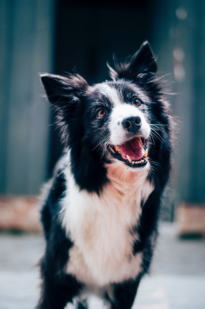 an alert black and white dog appears to smile widely, border collie 4k
