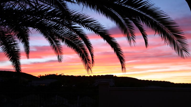 palm tree, sky, sunset, 4k