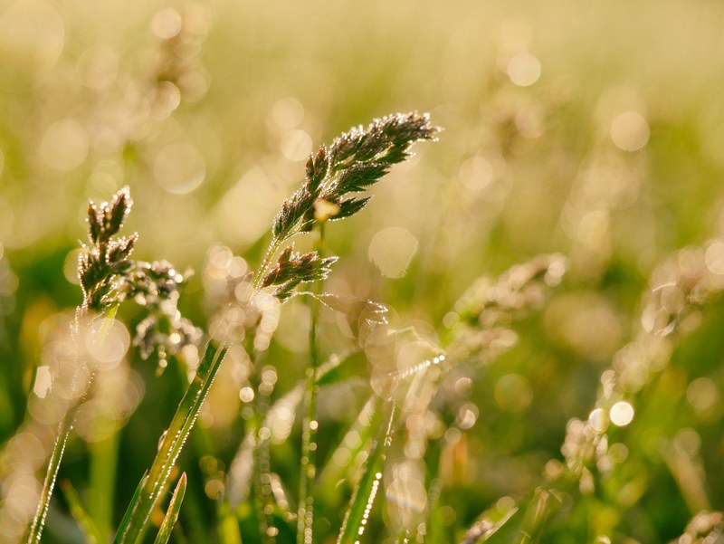 green droplet water and dew 4k