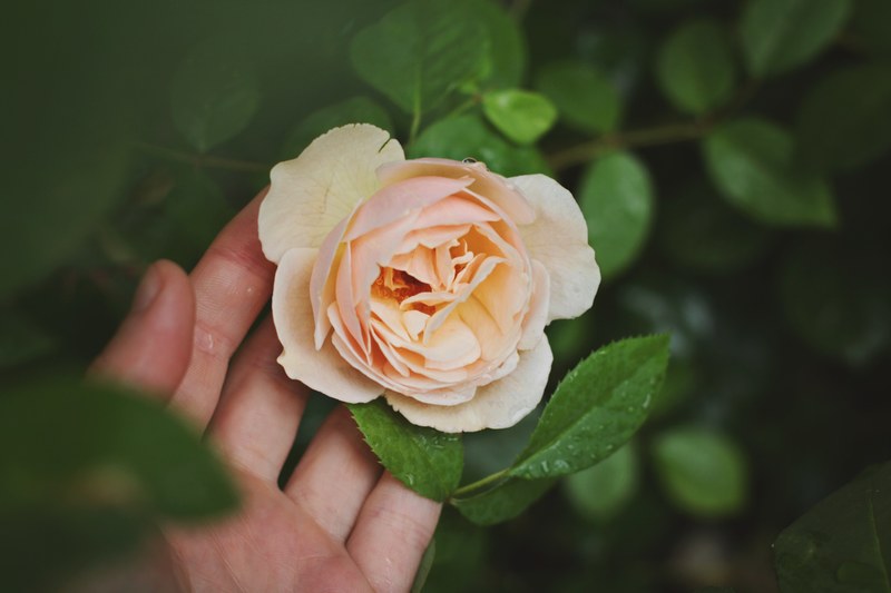a persons hand gently touching the bottom of a white rose, gentle touch 4k
