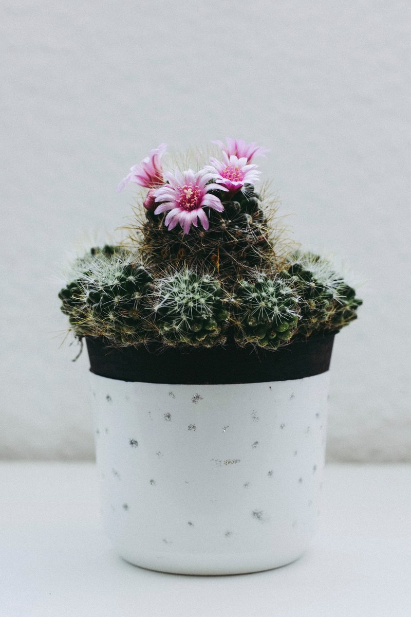 flowering succulent house plant in a white pot, cactus in a pot 4k