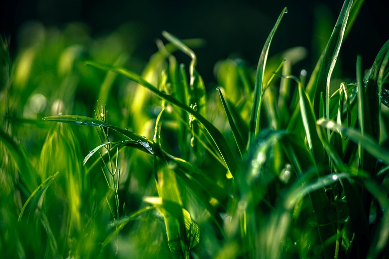 morning dew 4k