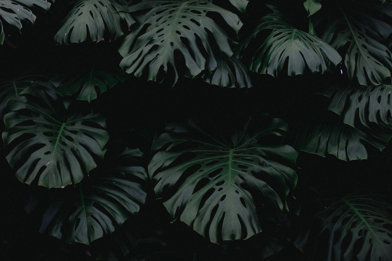 huge dark green leaves at the royal greenhouses of laeken, royal botanical greenhouse of laeken 4k