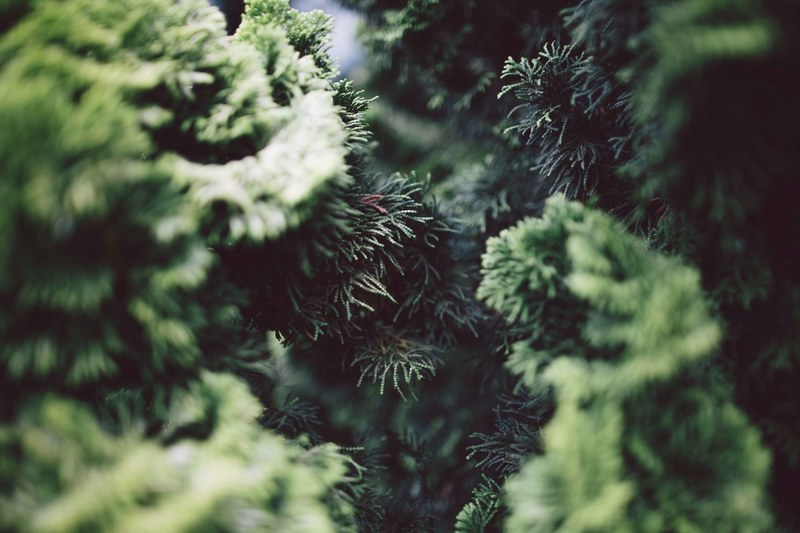 close up of the branches of coniferous trees, soft tree needles 4k