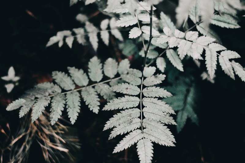 macro shot of plant branches with opposite serrated leaves in a dark environment, pale green branches 4k