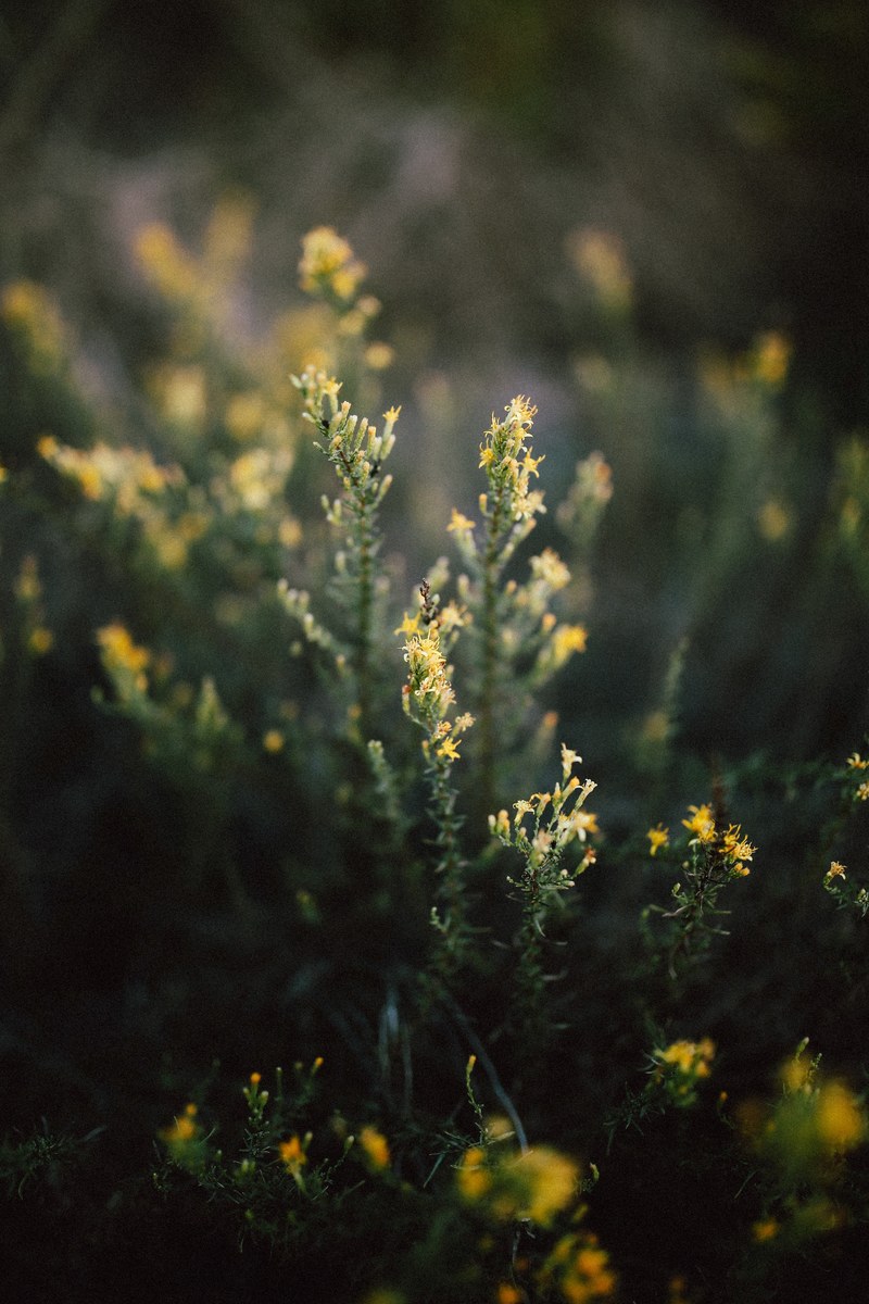 flower plant looks like film and vsco hd, 4k