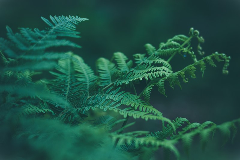leafy green plant in nature, green foliage 4k