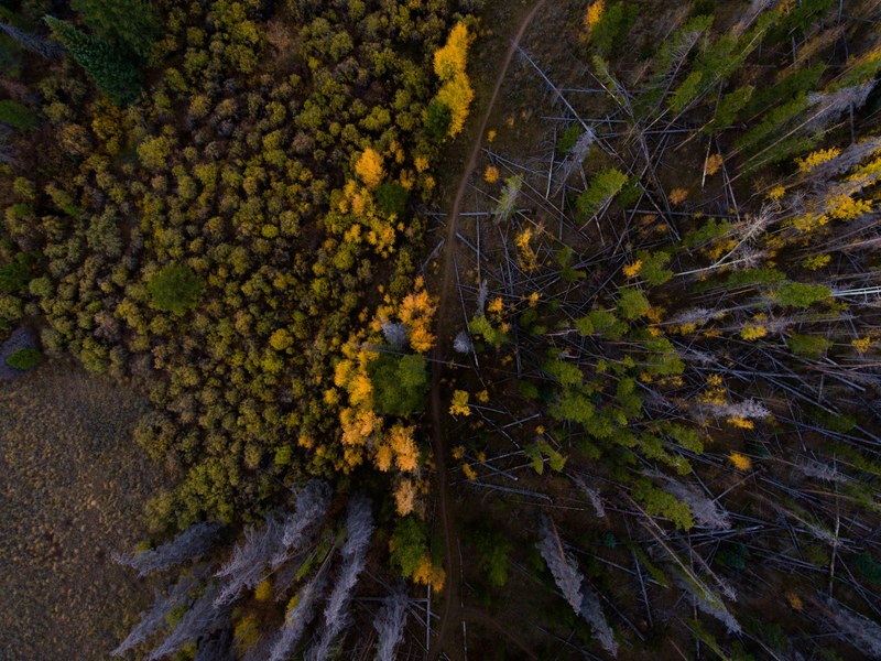 aerial view tree forest and woodland 4k