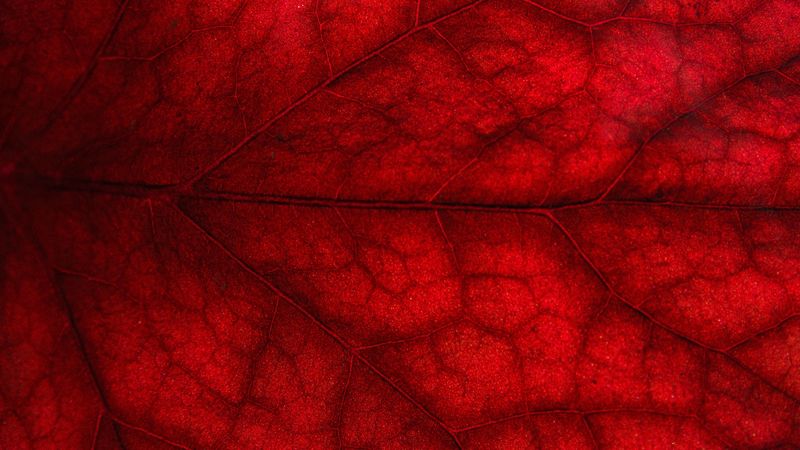 leaf, macro, crane, 4k