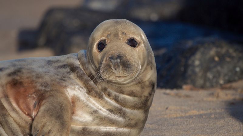 fur seal, look, cute, 4k