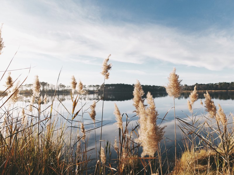 tall grass on a lakes shore in selbyville, golden grass by a lake 4k