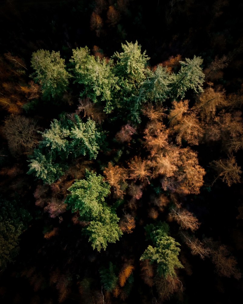 treetops 4k