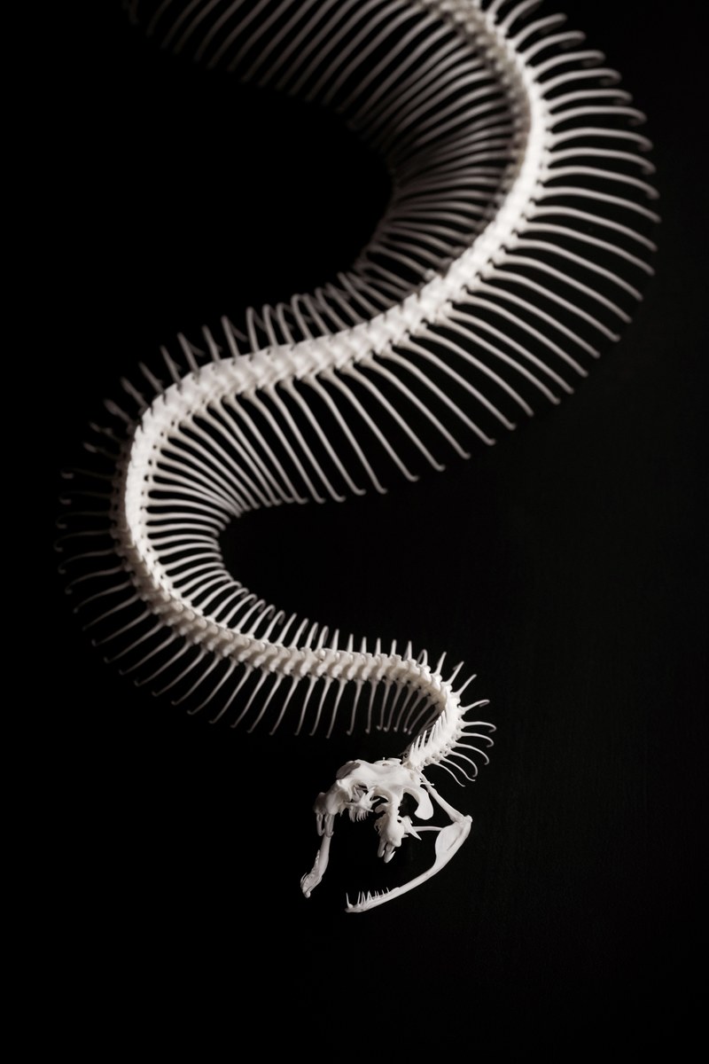 skeleton snake skeleton snake bone and contrast hd, 4k
