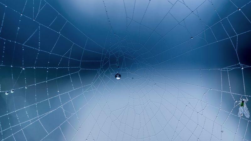 spider web, close-up, drops, 4k