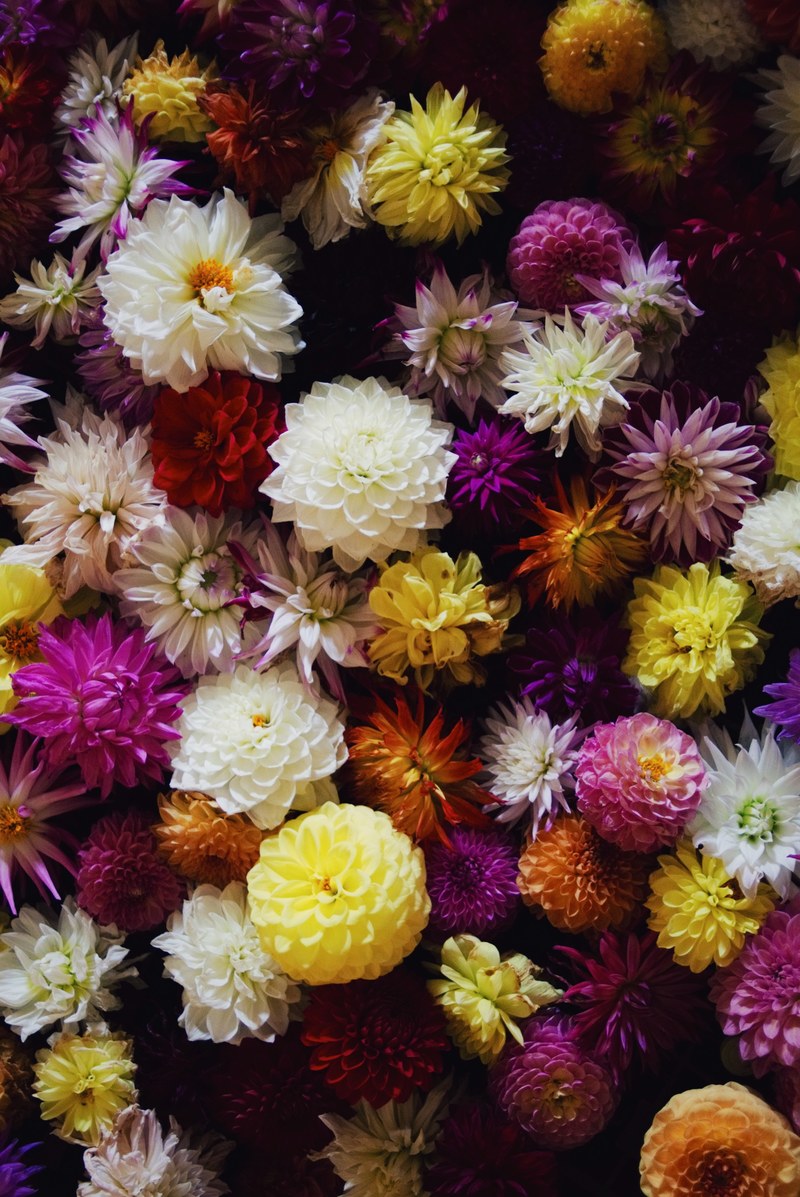 dark dahlias 4k