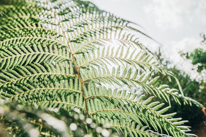 foliage fern backlit and backlit leaf 4k