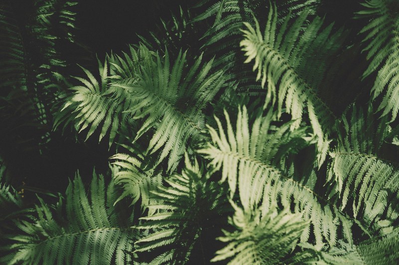 a thicket of fern leaves, fern thicket 4k
