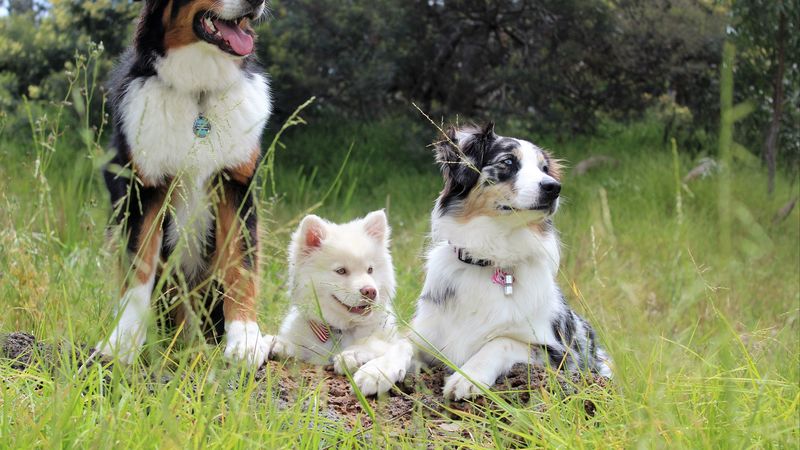 dog, pedigree, photoshoot, 4k