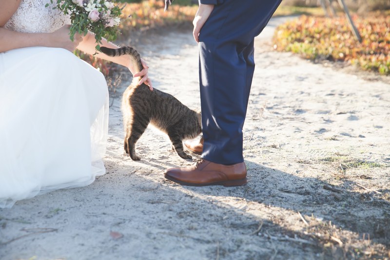 cat feline pet and man 4k