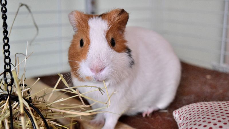 guinea pig, rodent, cage, 4k