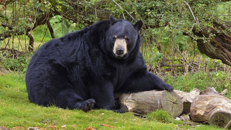 bear, black bear, forest, 4k