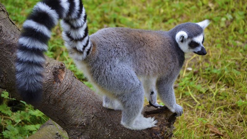 lemur, tail, striped, walk, 4k