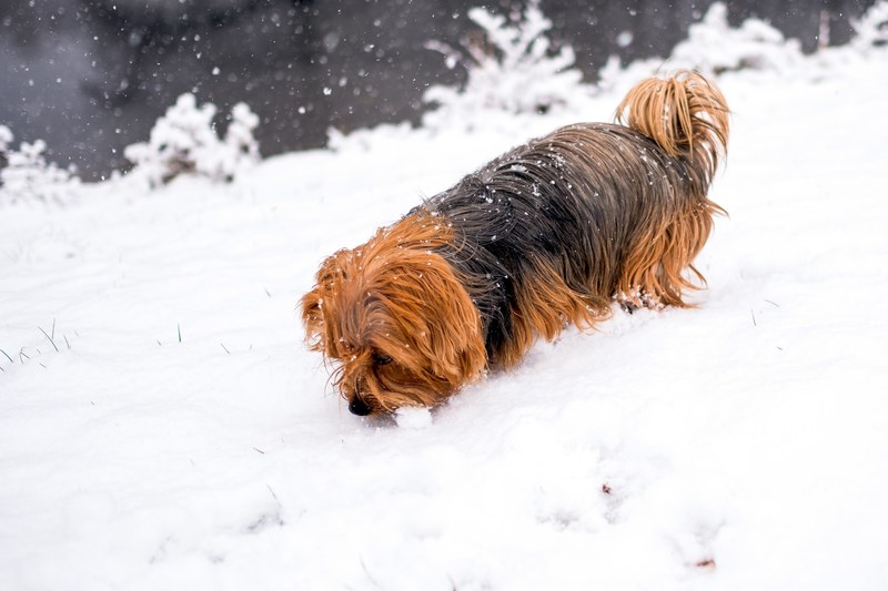 let it snow 4k