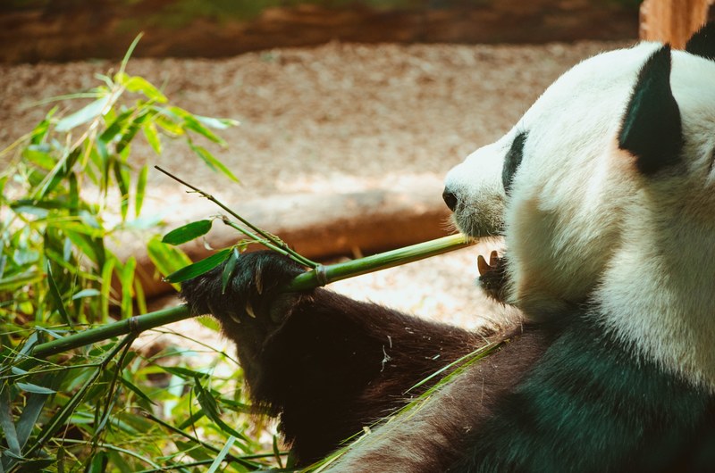 zoo panda panda eating and panda eating bamboo 4k
