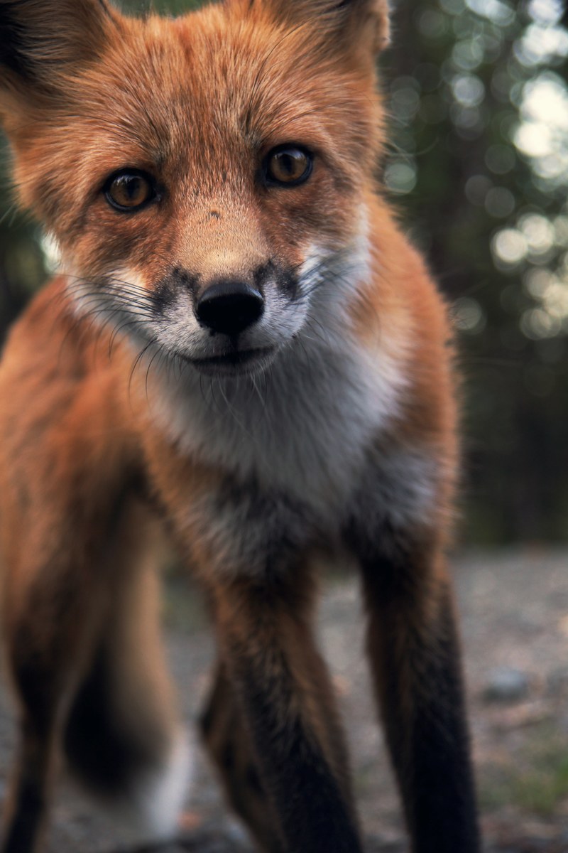 fox fur face and wild hd, 4k