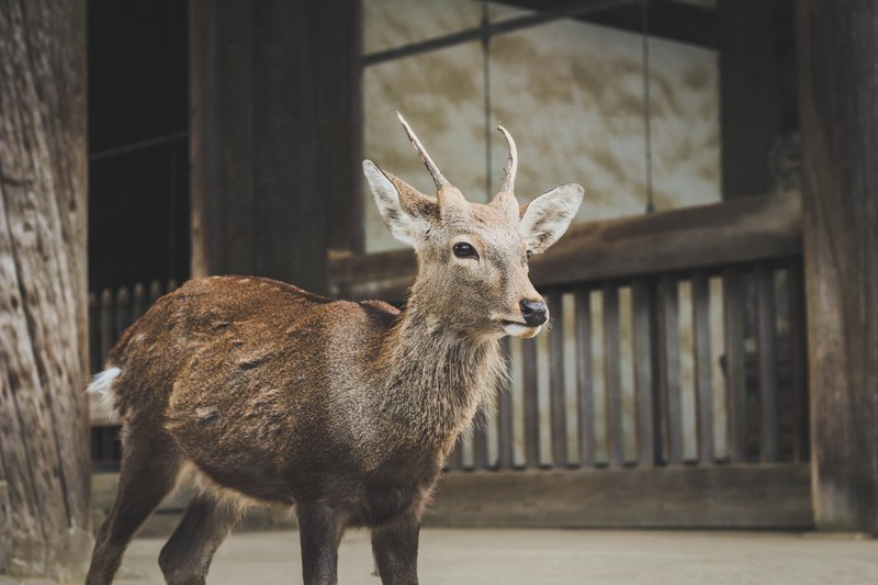 deer fawn animal and doe 4k