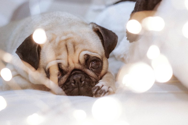 dog pug animal and eye 4k