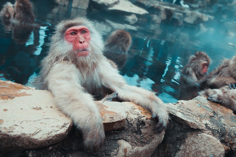 bathing snow monkeys 4k