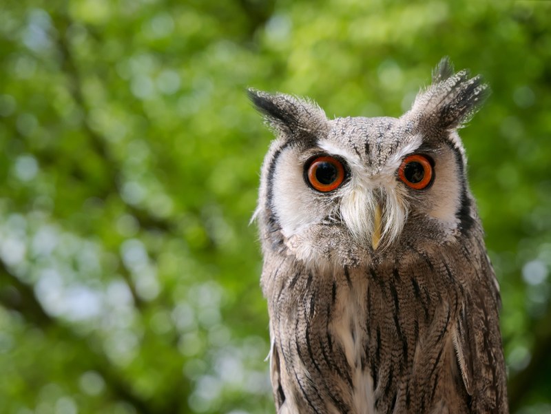 an owl with big orange eyes in a green lush setting, orange eyed owl 4k