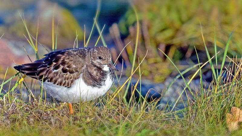 sandpiper, bird, grass, 4k