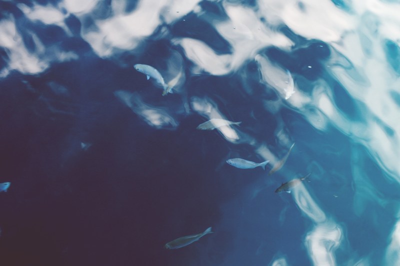 a school of small fish in choppy azure sea water, shoal of fish in the sea 4k